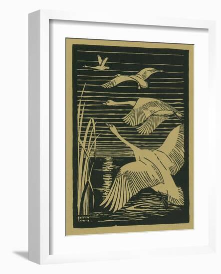 Nature Magazine - View of Swans Taking Flight, c.1938-Lantern Press-Framed Art Print