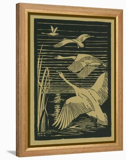 Nature Magazine - View of Swans Taking Flight, c.1938-Lantern Press-Framed Stretched Canvas