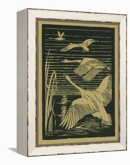 Nature Magazine - View of Swans Taking Flight, c.1938-Lantern Press-Framed Stretched Canvas