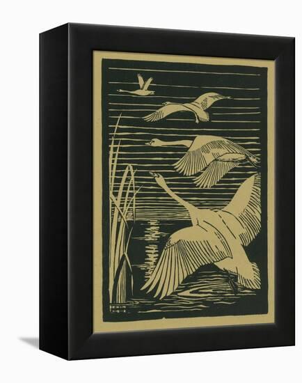 Nature Magazine - View of Swans Taking Flight, c.1938-Lantern Press-Framed Stretched Canvas