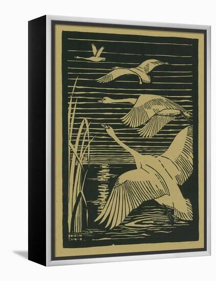 Nature Magazine - View of Swans Taking Flight, c.1938-Lantern Press-Framed Stretched Canvas