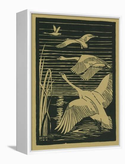 Nature Magazine - View of Swans Taking Flight, c.1938-Lantern Press-Framed Stretched Canvas