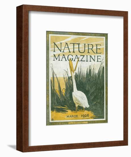 Nature Magazine - View of the American White Pelican with an Open Bill, c.1926-Lantern Press-Framed Art Print