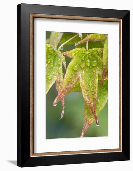 Nature. Maple Leaves in the Rain-Jaynes Gallery-Framed Photographic Print