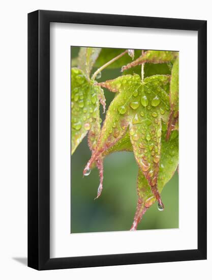 Nature. Maple Leaves in the Rain-Jaynes Gallery-Framed Photographic Print