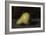 Nature morte ?a poire-Jean Henner-Framed Giclee Print