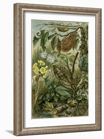 Nature Nineteenth Century Flower Leaves Tree Beetle-null-Framed Giclee Print