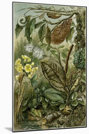 Nature Nineteenth Century Flower Leaves Tree Beetle-null-Mounted Giclee Print