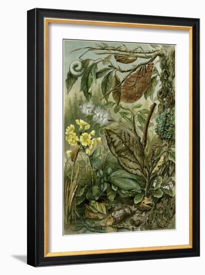 Nature Nineteenth Century Flower Leaves Tree Beetle-null-Framed Giclee Print