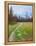 Nature Path-Gail Peck-Framed Stretched Canvas