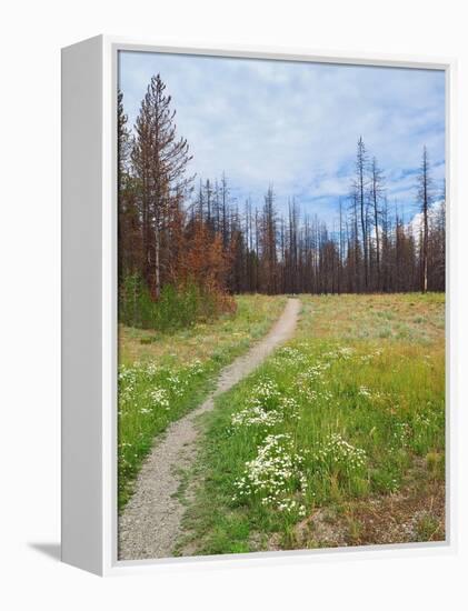Nature Path-Gail Peck-Framed Stretched Canvas