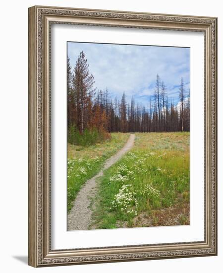 Nature Path-Gail Peck-Framed Art Print