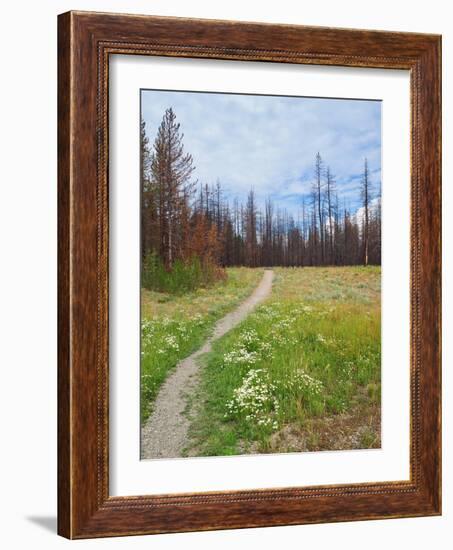 Nature Path-Gail Peck-Framed Art Print