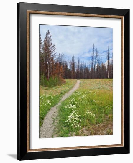 Nature Path-Gail Peck-Framed Art Print