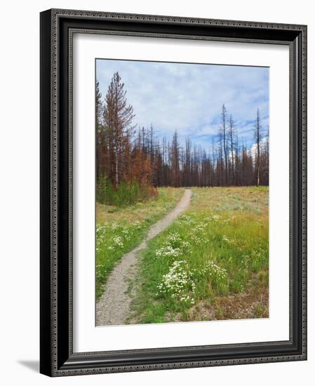 Nature Path-Gail Peck-Framed Art Print