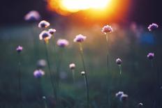 Many Beautiful Meadow Wild Flowers in Field on Sunset Background. Sunny Outdoor Bright Evening Colo-nature photos-Photographic Print