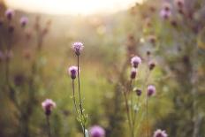 Wild Meadow Pink Flowers in Autumn Field in Evening Natural Sunshine Background. Vintage Outdoor Au-nature photos-Photographic Print