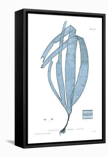 Nature Print in Aqua II-Vision Studio-Framed Stretched Canvas