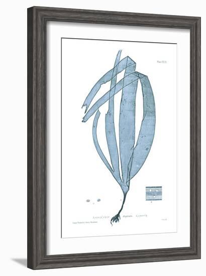 Nature Print in Aqua II-Vision Studio-Framed Art Print