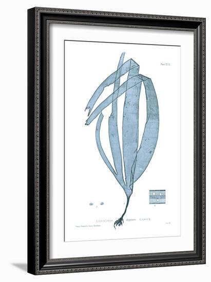 Nature Print in Aqua II-Vision Studio-Framed Art Print