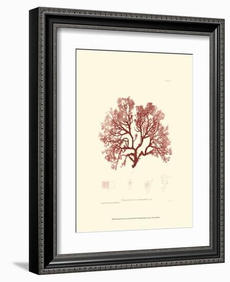 Nature Print in Coral II-null-Framed Art Print