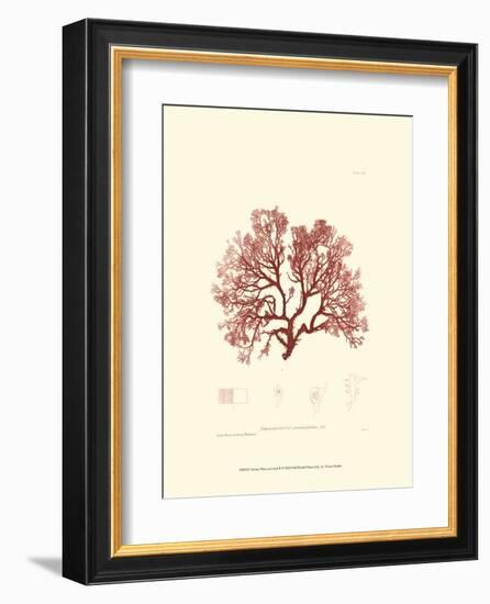 Nature Print in Coral II-null-Framed Art Print