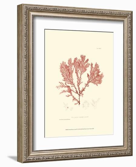 Nature Print in Coral IV-null-Framed Art Print