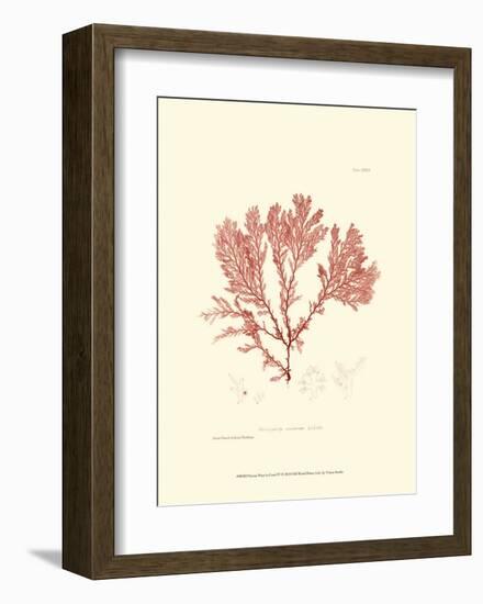 Nature Print in Coral IV-null-Framed Art Print