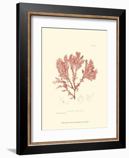 Nature Print in Coral IV-null-Framed Art Print