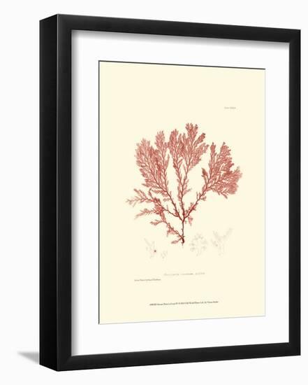Nature Print in Coral IV-null-Framed Art Print