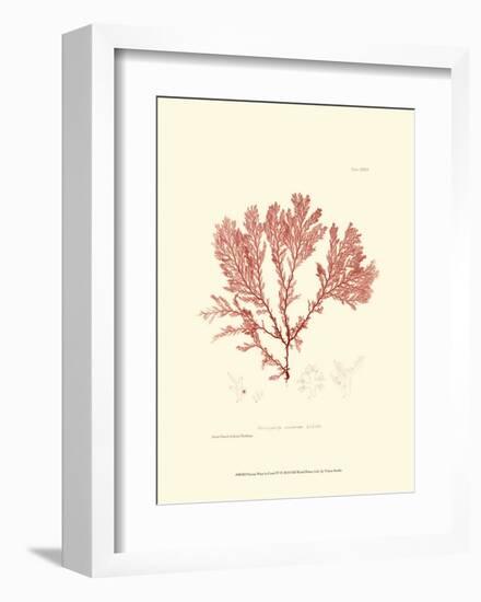 Nature Print in Coral IV-null-Framed Art Print