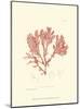 Nature Print in Coral IV-null-Mounted Art Print