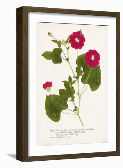 Nature Printed Botanicals IX-Unknown-Framed Art Print