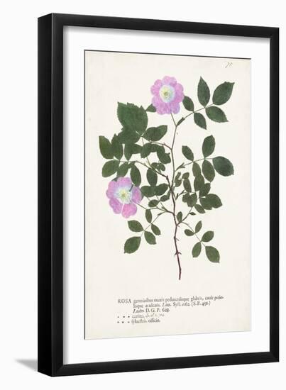 Nature Printed Botanicals X-Unknown-Framed Art Print