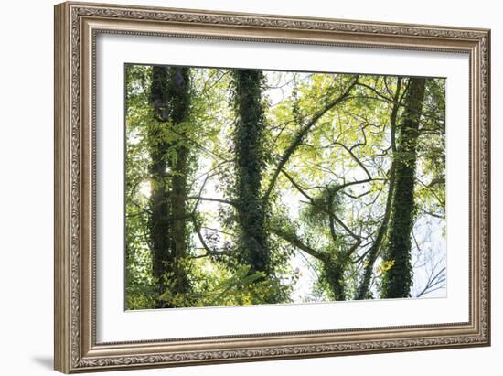 Nature Reflected-Staffan Widstrand-Framed Giclee Print