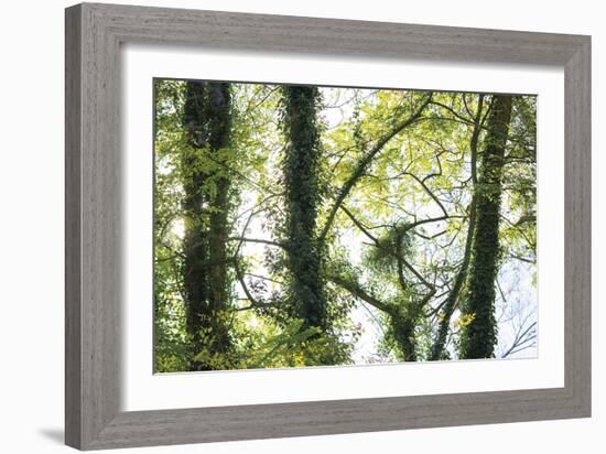 Nature Reflected-Staffan Widstrand-Framed Giclee Print
