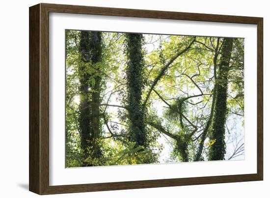 Nature Reflected-Staffan Widstrand-Framed Giclee Print