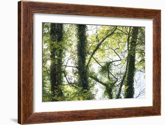 Nature Reflected-Staffan Widstrand-Framed Giclee Print