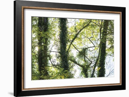 Nature Reflected-Staffan Widstrand-Framed Giclee Print