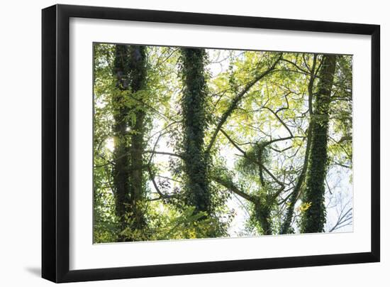 Nature Reflected-Staffan Widstrand-Framed Giclee Print