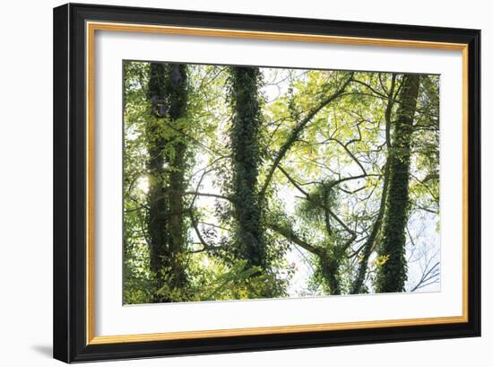 Nature Reflected-Staffan Widstrand-Framed Giclee Print