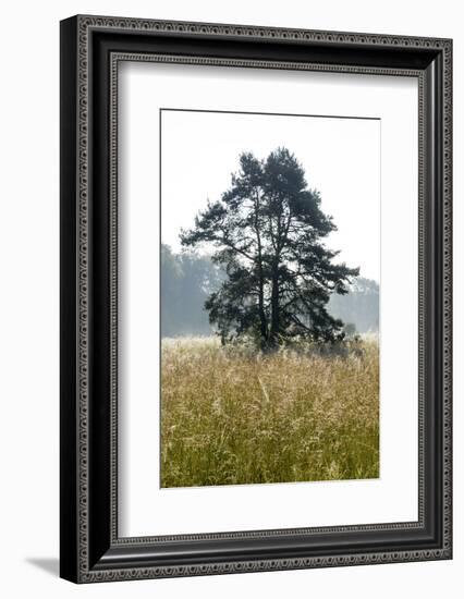 Nature Reserve Wollmatinger of Reeds, Lake of Constance, Baden-Wurttemberg, Germany-Ernst Wrba-Framed Photographic Print