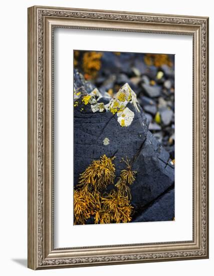 Nature's Art Work-Philippe Sainte-Laudy-Framed Photographic Print