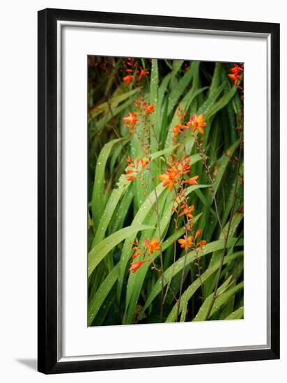 Nature's Caligraphy-Philippe Sainte-Laudy-Framed Photographic Print