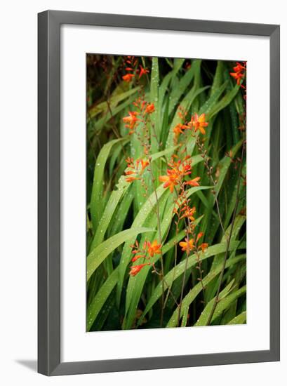 Nature's Caligraphy-Philippe Sainte-Laudy-Framed Photographic Print