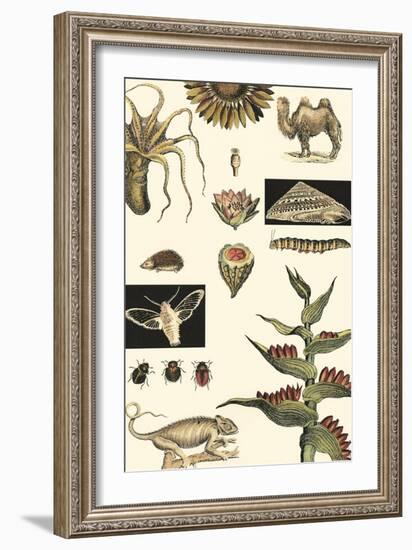 Nature's Curio III-Vision Studio-Framed Art Print