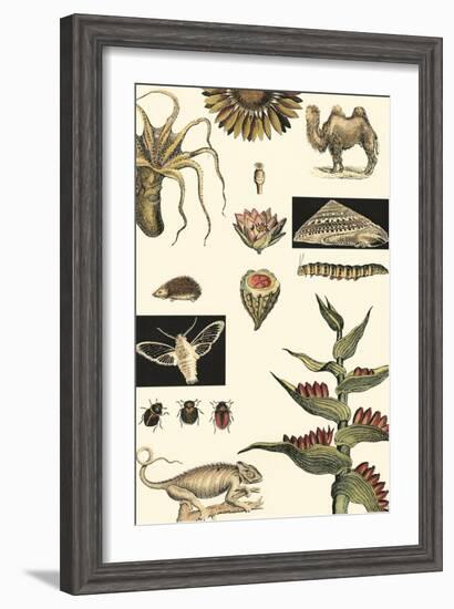 Nature's Curio III-Vision Studio-Framed Art Print