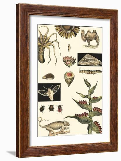 Nature's Curio III-Vision Studio-Framed Art Print