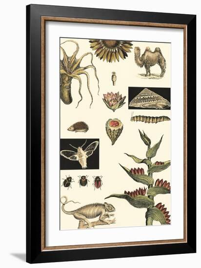 Nature's Curio III-Vision Studio-Framed Art Print