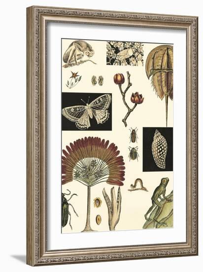 Nature's Curio IV-Vision Studio-Framed Art Print